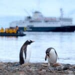 Explorer l'Antarctique en croisière : une aventure à couper le souffle